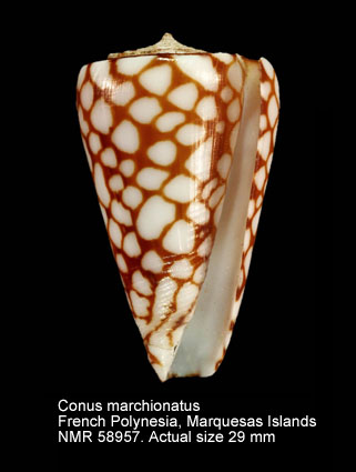 Conus marchionatus.jpg - Conus marchionatusHinds,1843